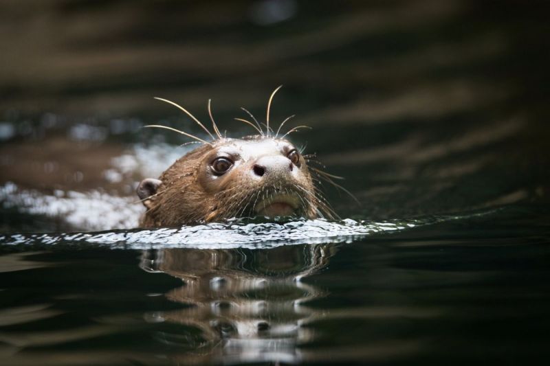 Mensen doden dieren vanwege zeep, goud en pels