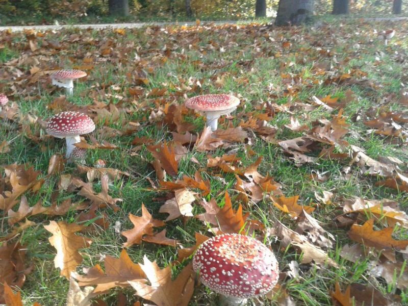 Bijzondere paddenstoelen