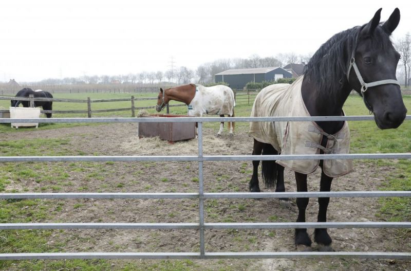 Paarden zijn lief en voelen je aan