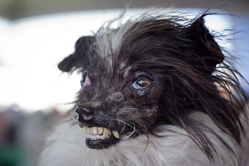 Dit is het lelijkste hondje van de hele wereld