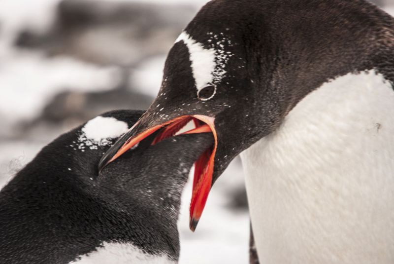 Van ei tot pinguïn (met video's!)