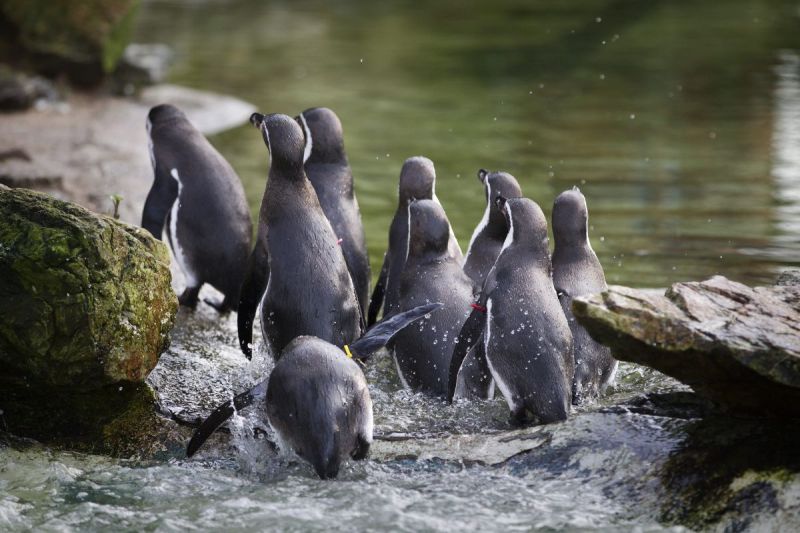 Jenine en Anne-Rie gaan op zoek naar het eerste pinguïn-ei