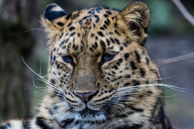 Mensen doden dieren vanwege zeep, goud en pels