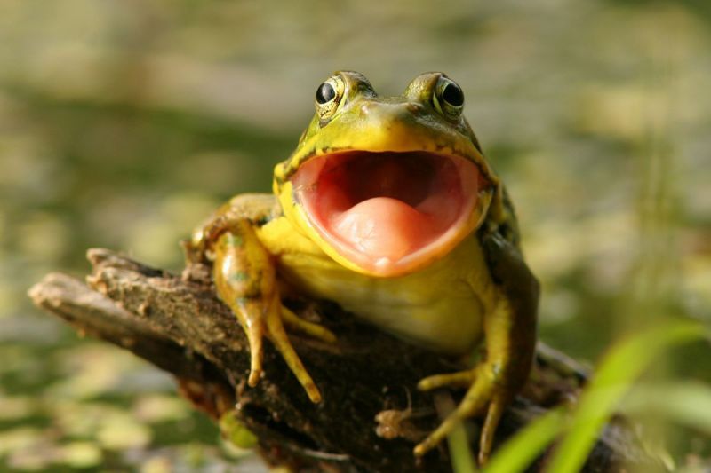 Babykikker is een visje