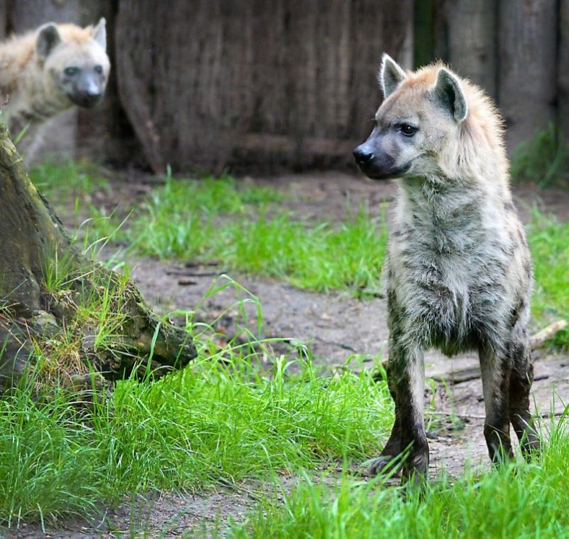 Hoop op een hele horde... hyena's!
