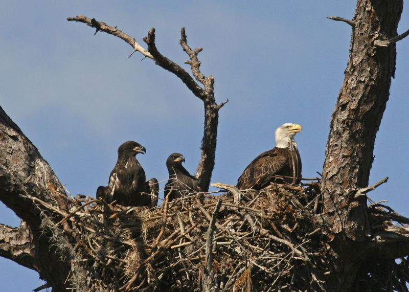 Een nest zo groot als een TRACTORWIEL