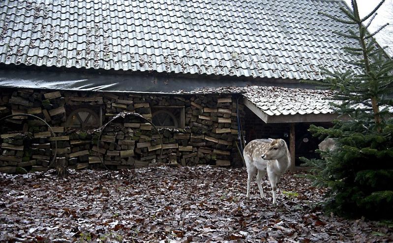 Eerste sneeuw is gevallen in Nederland!