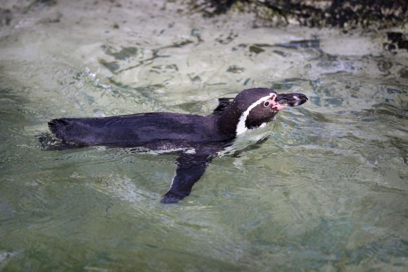 Jenine en Anne-Rie gaan op zoek naar het eerste pinguïn-ei