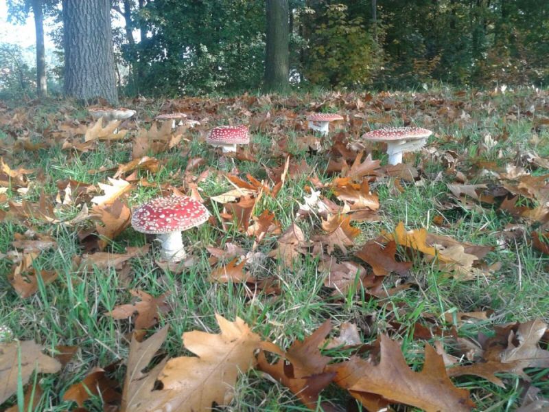 Bijzondere paddenstoelen