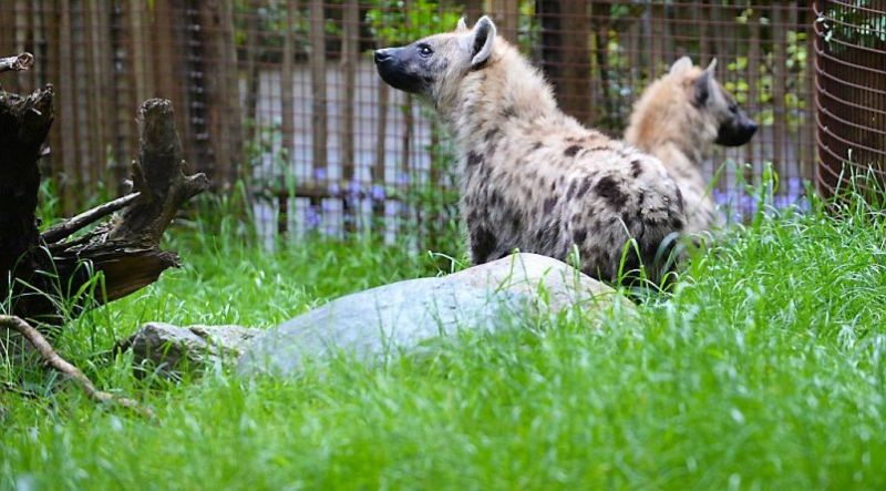 Hoop op een hele horde... hyena's!